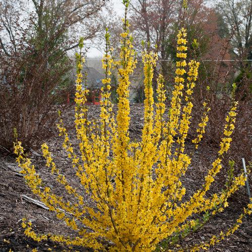 Forsythia x 'Minfor6'  - Show Off Starlet® Forsythia