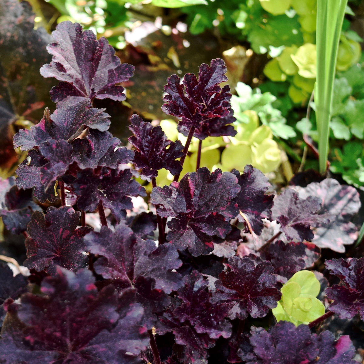 Heuchera x 'Midnight Rose'  - Midnight Rose Coral Bells