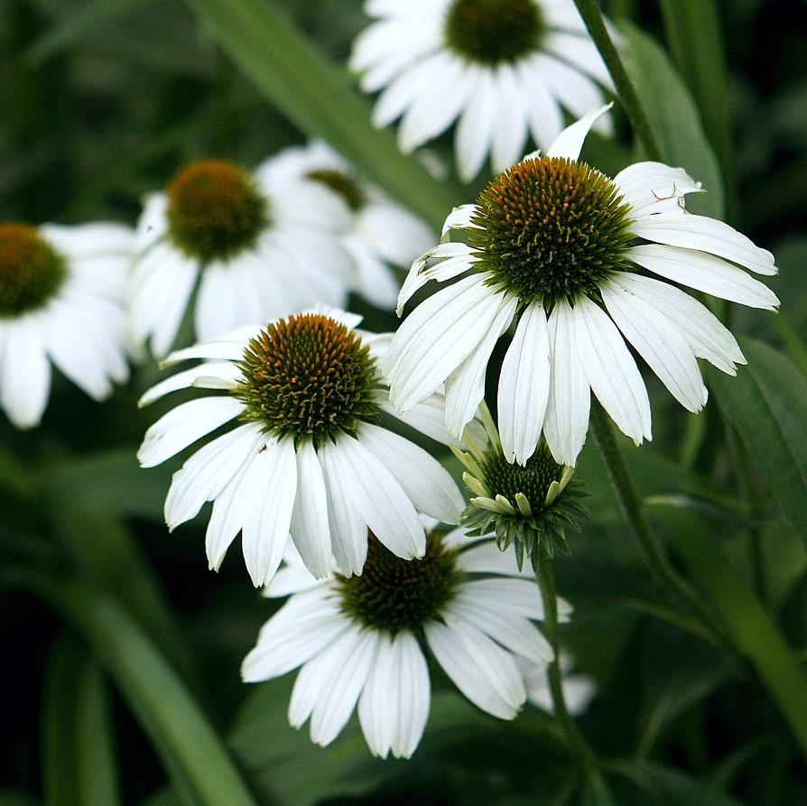 Echinacea purpurea 'White Swan'  - White Swan Echinacea, Coneflower