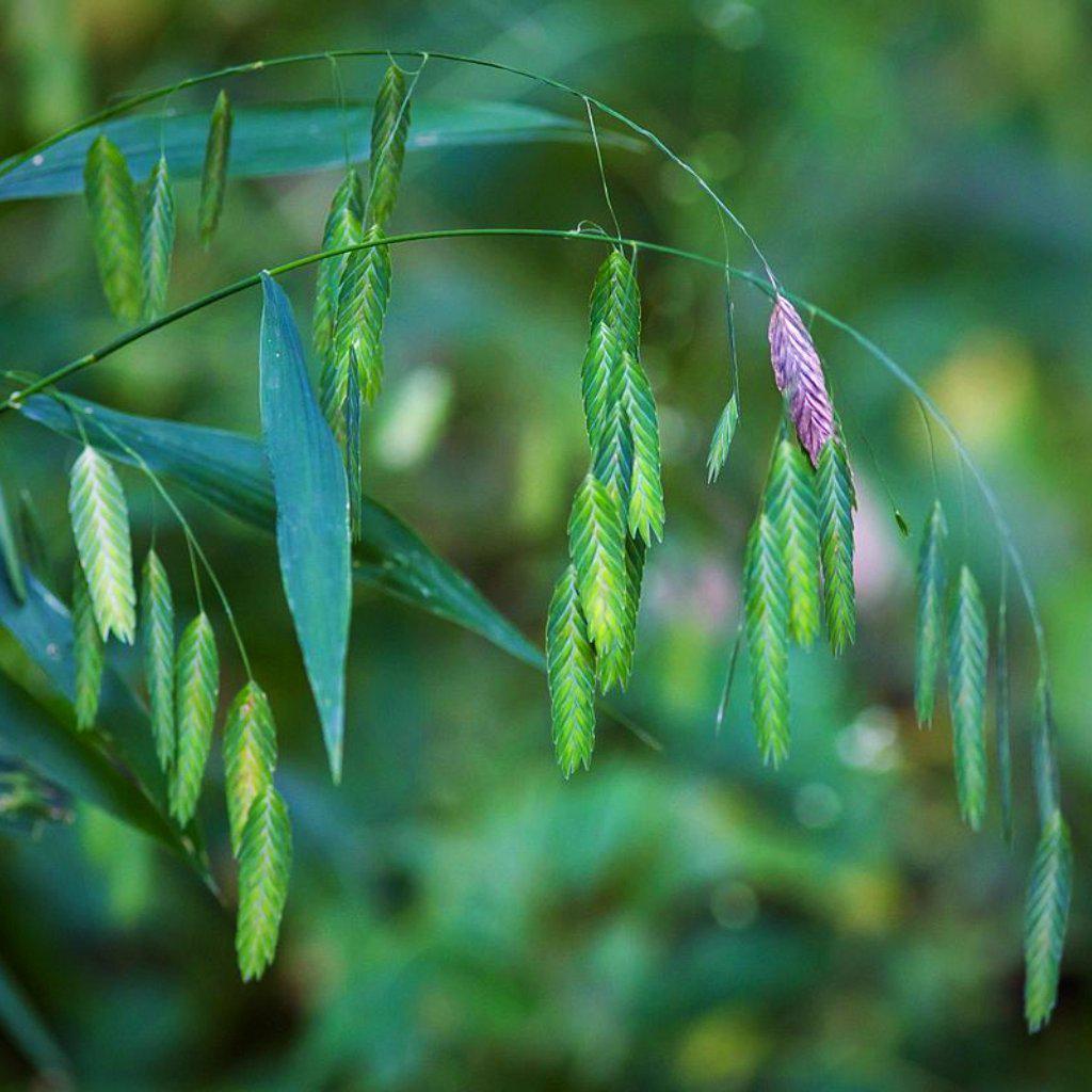 Chasmanthium latifolium  - River Oats, Inland Sea Oats