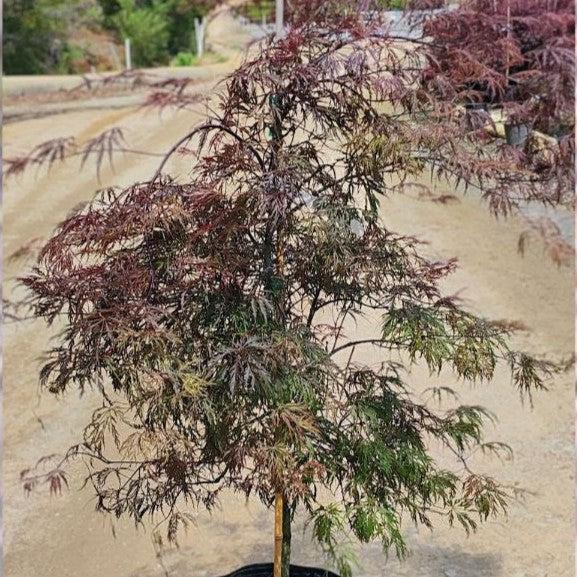 Acer palmatum var. dissectum 'Tamukeyama'  - Tamukeyama Japanese Maple