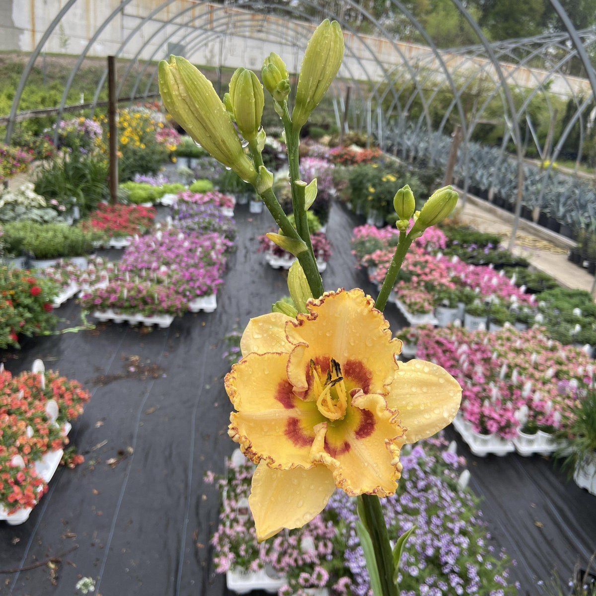 Hemerocallis 'King of the Ages’  - Rainbow Rhythm® King of the Ages Daylily