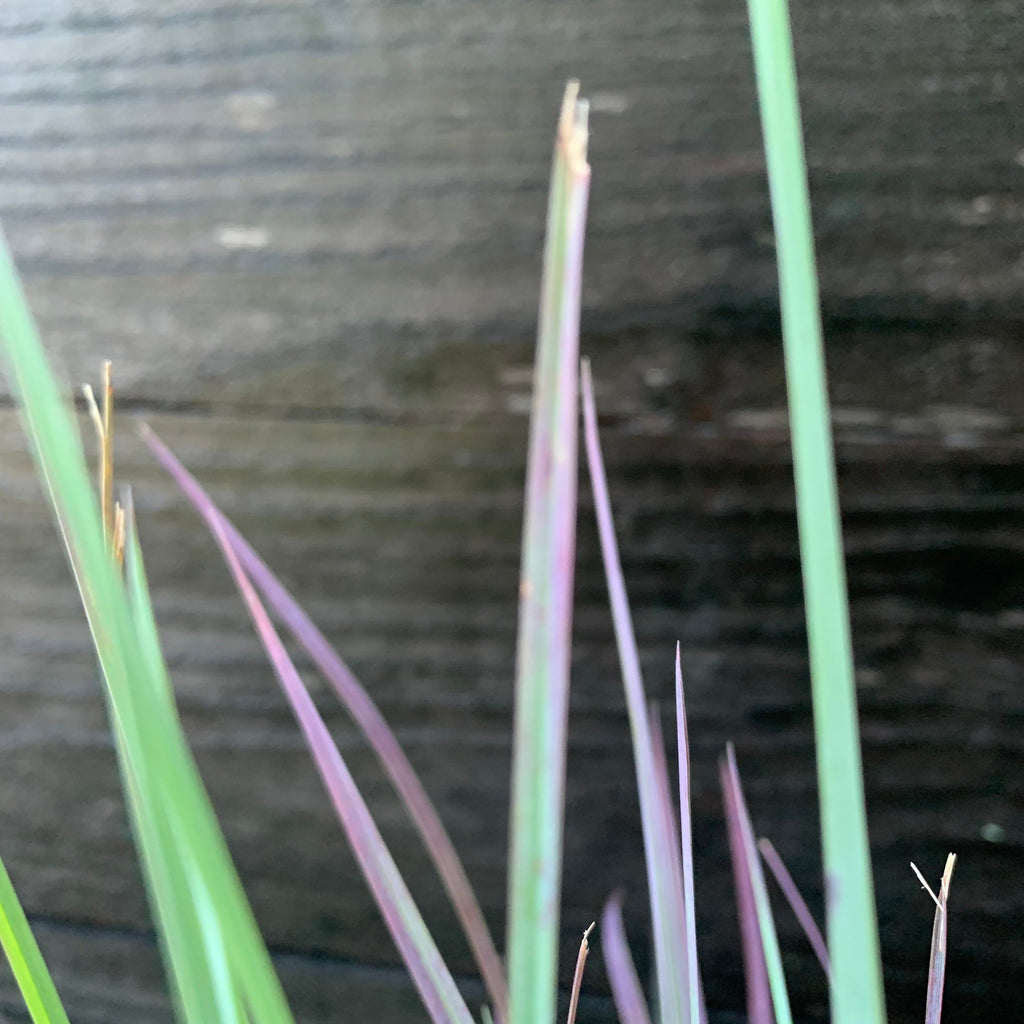 Schizachyrium scoparium 'Standing Ovation'  - Standing Ovation Little Bluestem
