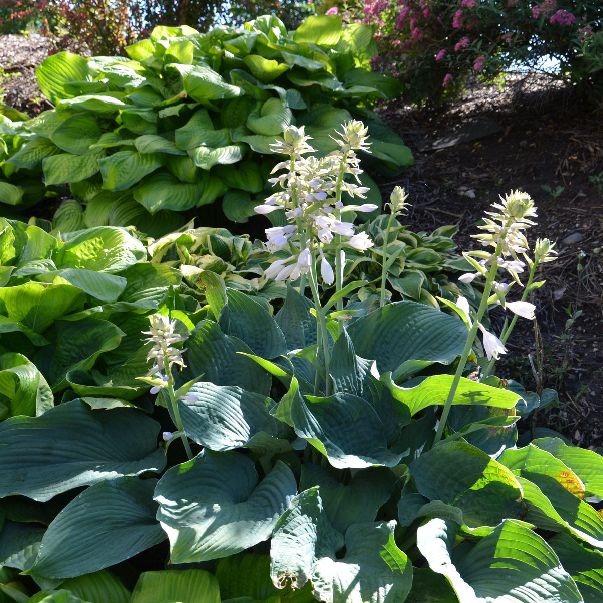 Hosta sieboldiana 'Elegans'  - Elegans Hosta