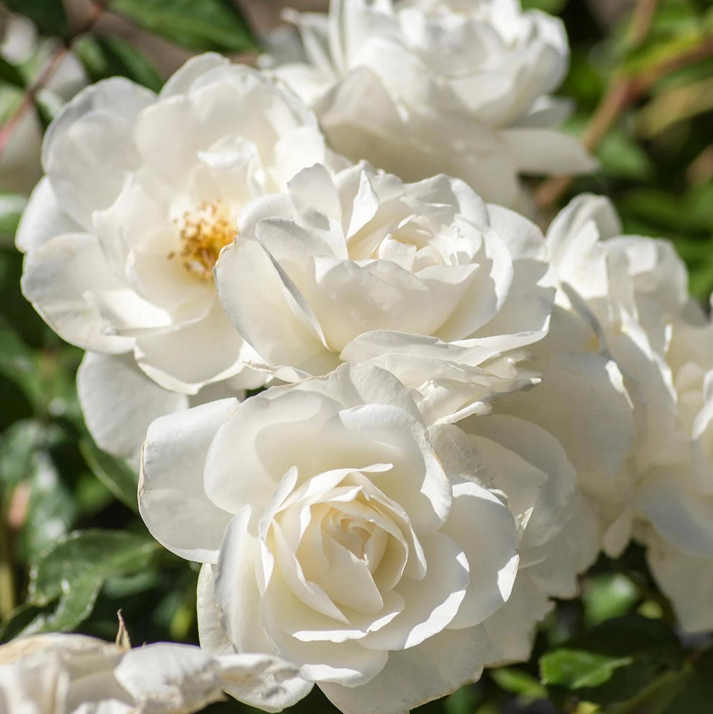 Rosa 'Korbin'  - Iceberg Rose