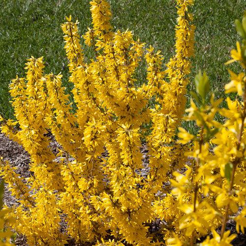 Forsythia x 'NIMBUS' USPP 23,838  - Show Off® Sugar Baby® Forsythia