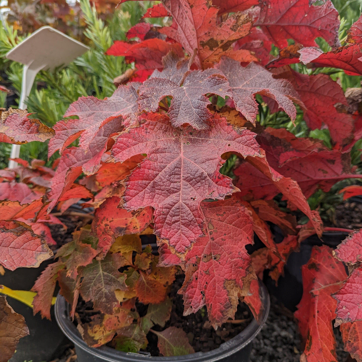 Hydrangea quercifolia 'Ruby Slippers'  - Ruby Slippers Oakleaf Hydrangea
