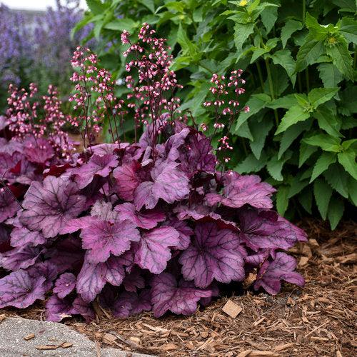 Heuchera 'Wild Rose'  - Primo® Wild Rose Heuchera