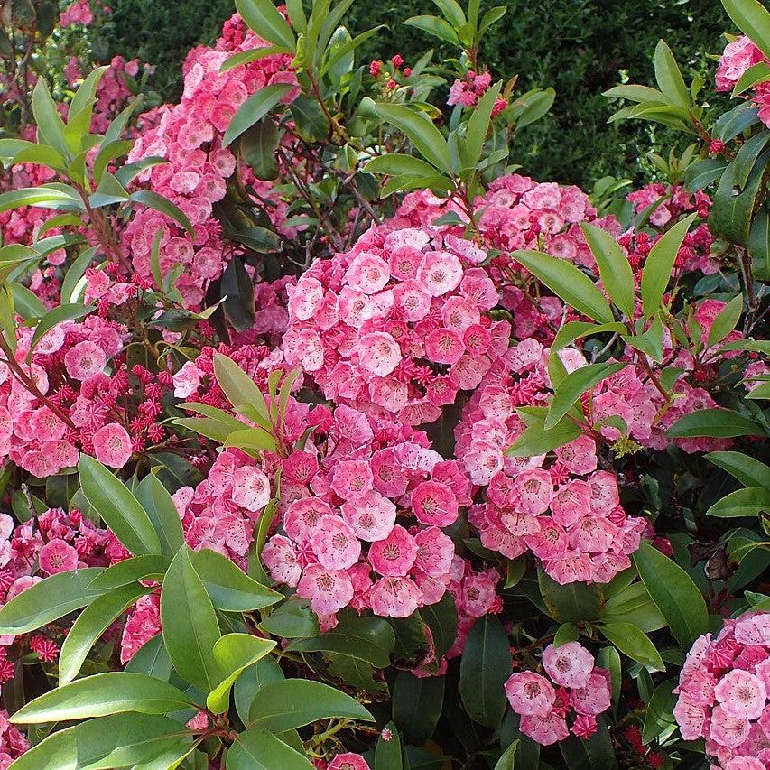Kalmia latifolia 'Sarah'  - Sarah Mountain Laurel