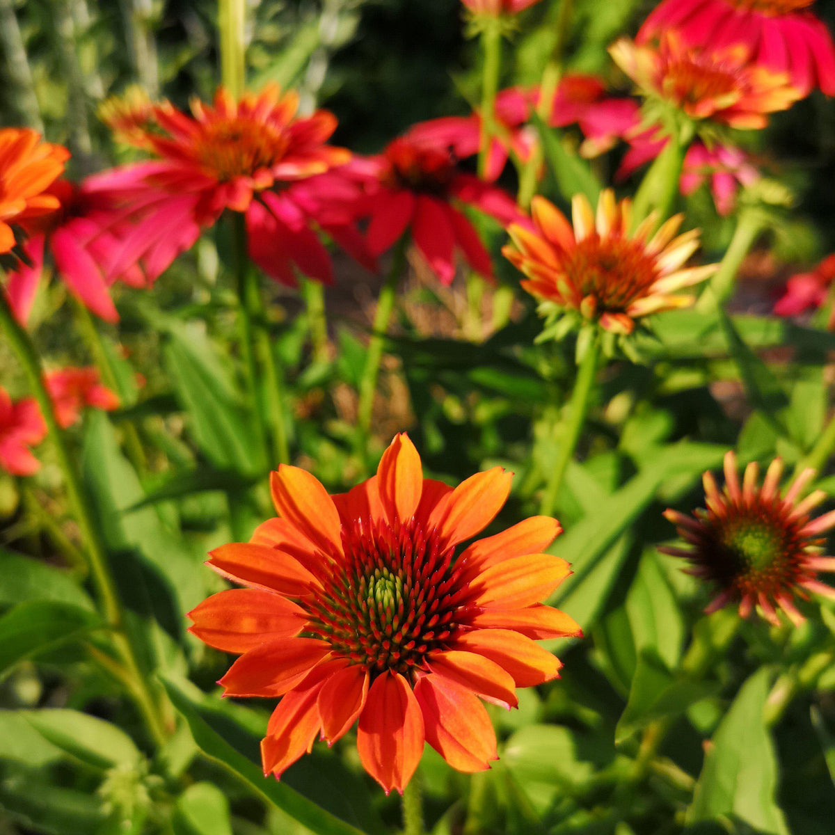 Echinacea x 'Cheyenne Spirit'  - Cheyenne Spirit Echinacea, Coneflower