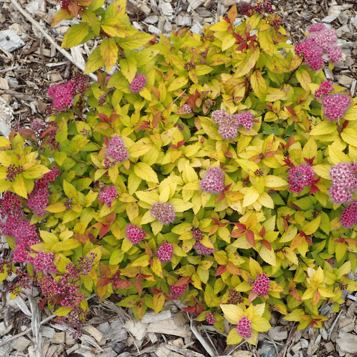 Spiraea japonica 'Walbuma'  - Magic Carpet Spirea