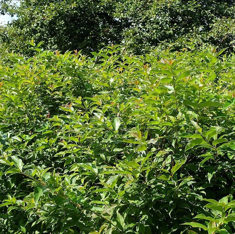 Cornus racemosa  - Gray Dogwood