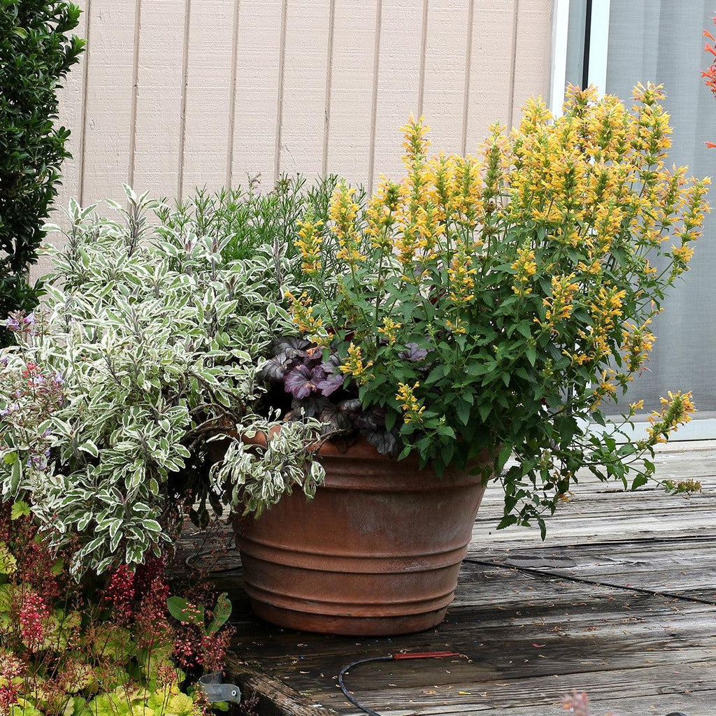 Agastache ‘Kudos Yellow’  - Kudos™ Yellow Hummingbird Mint, Hyssop