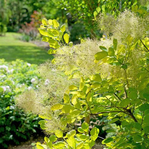 Cotinus coggygria 'MINCOJAU3'  - Winecraft Gold® Smokebush
