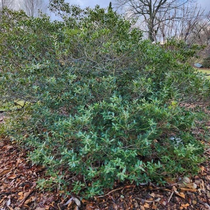 Ilex glabra 'Alexander'  - Forever Emerald™ Inkberry