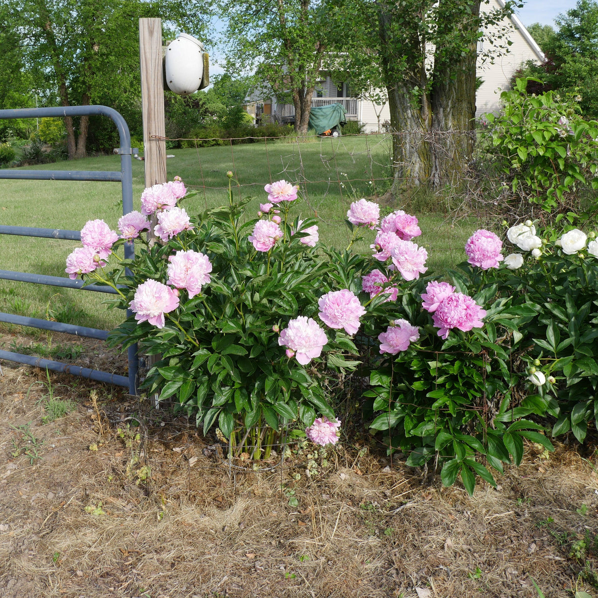Paeonia 'Madame Emile Debatene'  - Emile Debatene Peony