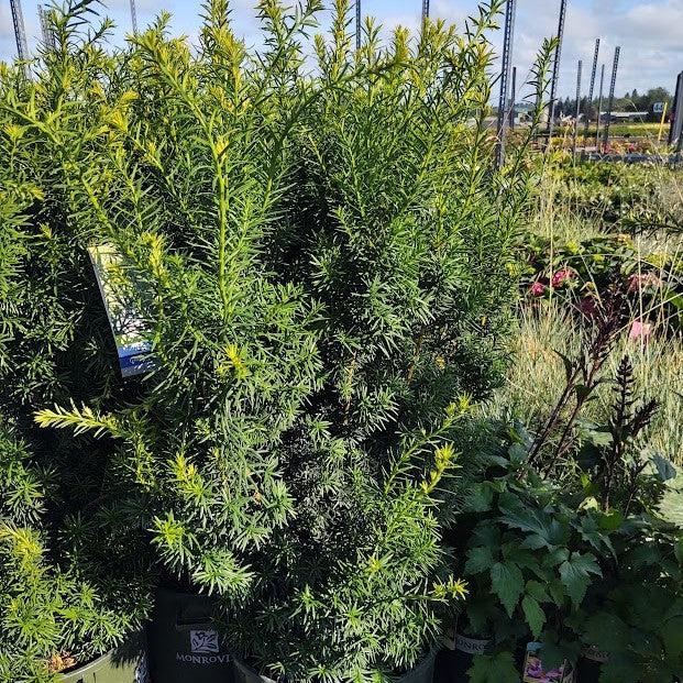 Taxus × media 'Hicksii'  - Hick's Yew