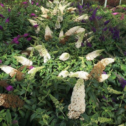 Buddleia x 'SMNBDW' PP 28,795  - Pugster White® Butterfly Bush