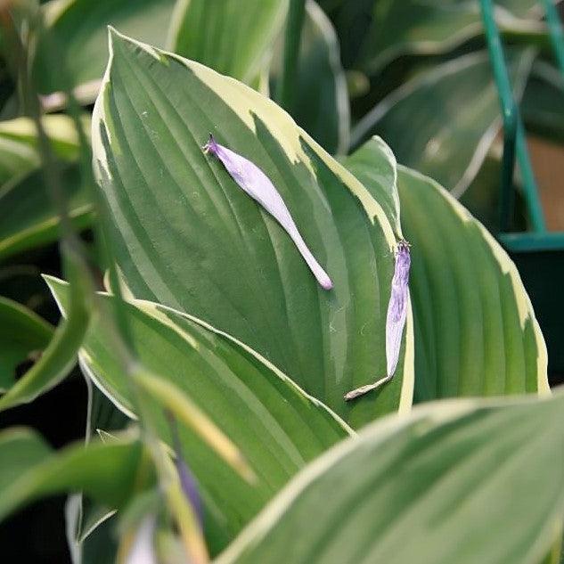 Hosta 'Francee'  - Francee Hosta