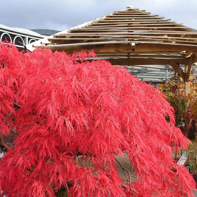 Acer palmatum var. dissectum 'Crimson Queen'  - Crimson Queen Japanese Maple
