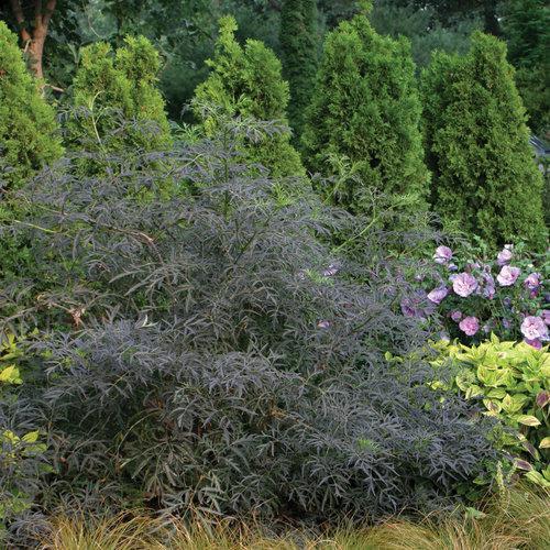 Sambucus nigra 'Eva'  - Black Lace® Elderberry