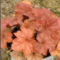 Heuchera 'Toffee Tart' PP33,694  - Dolce® Toffee Tart Heuchera
