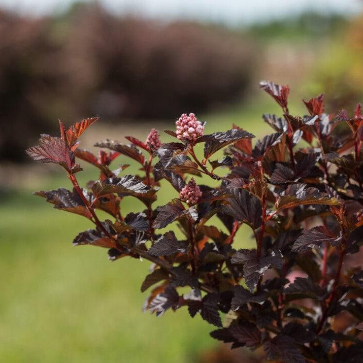 Physocarpus opulifolius 'UMNHarpell' PP30,792  - First Editions® Fireside® Ninebark