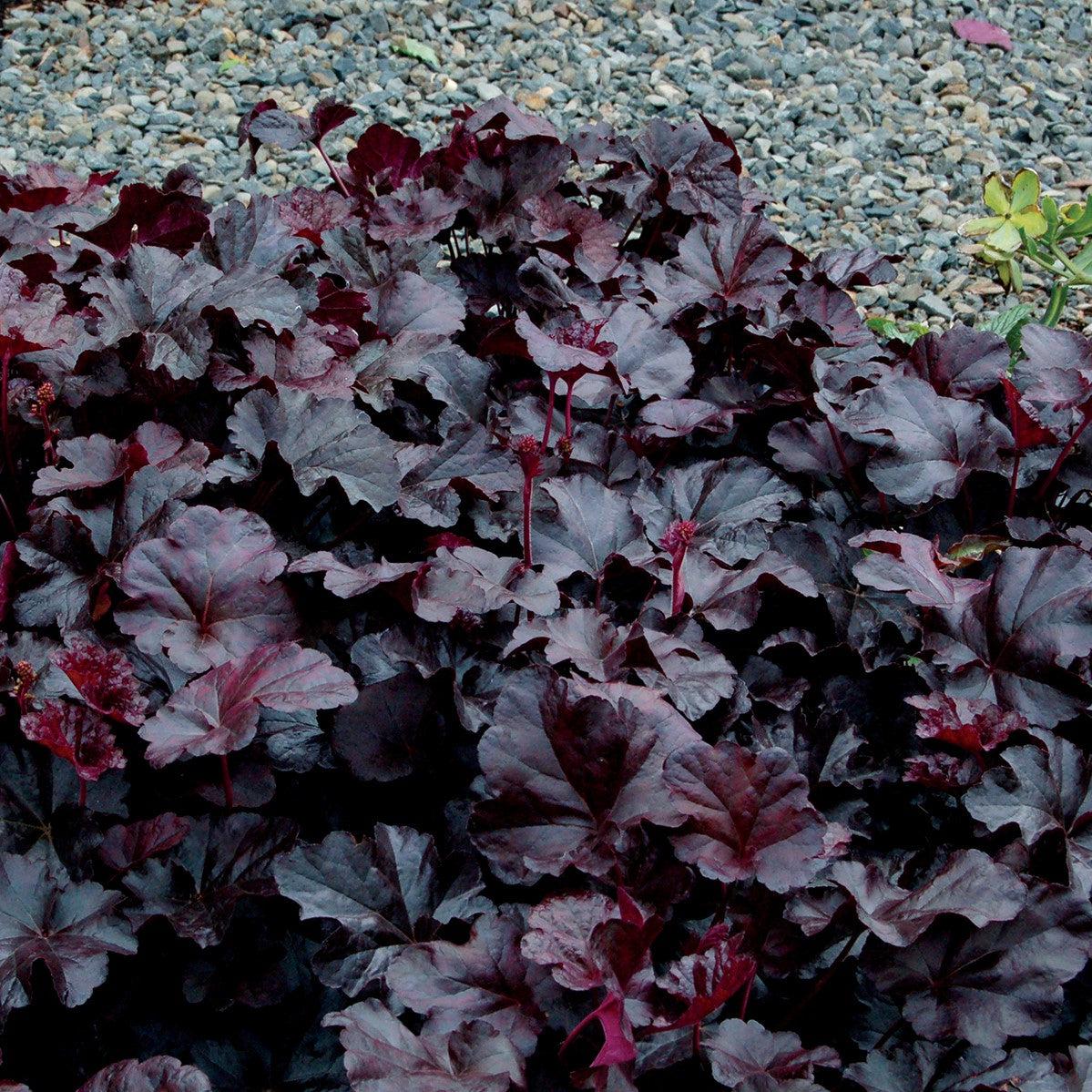 Heuchera 'Obsidian'  - Obsidian Coral Bells