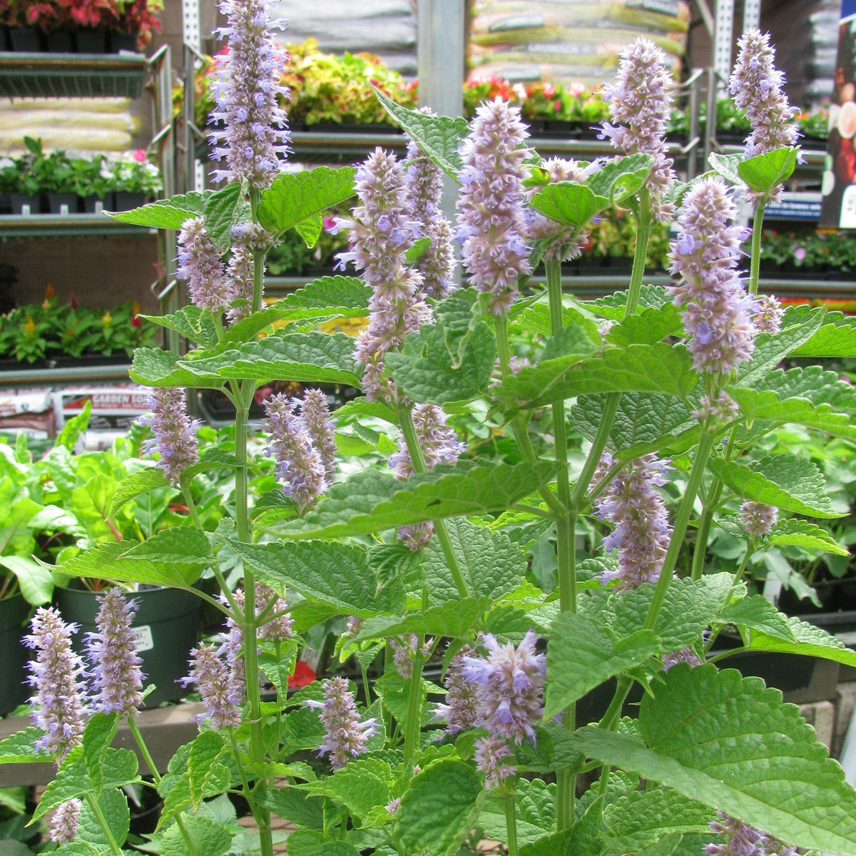 Agastache foeniculum  - Anise Purple Hyssop
