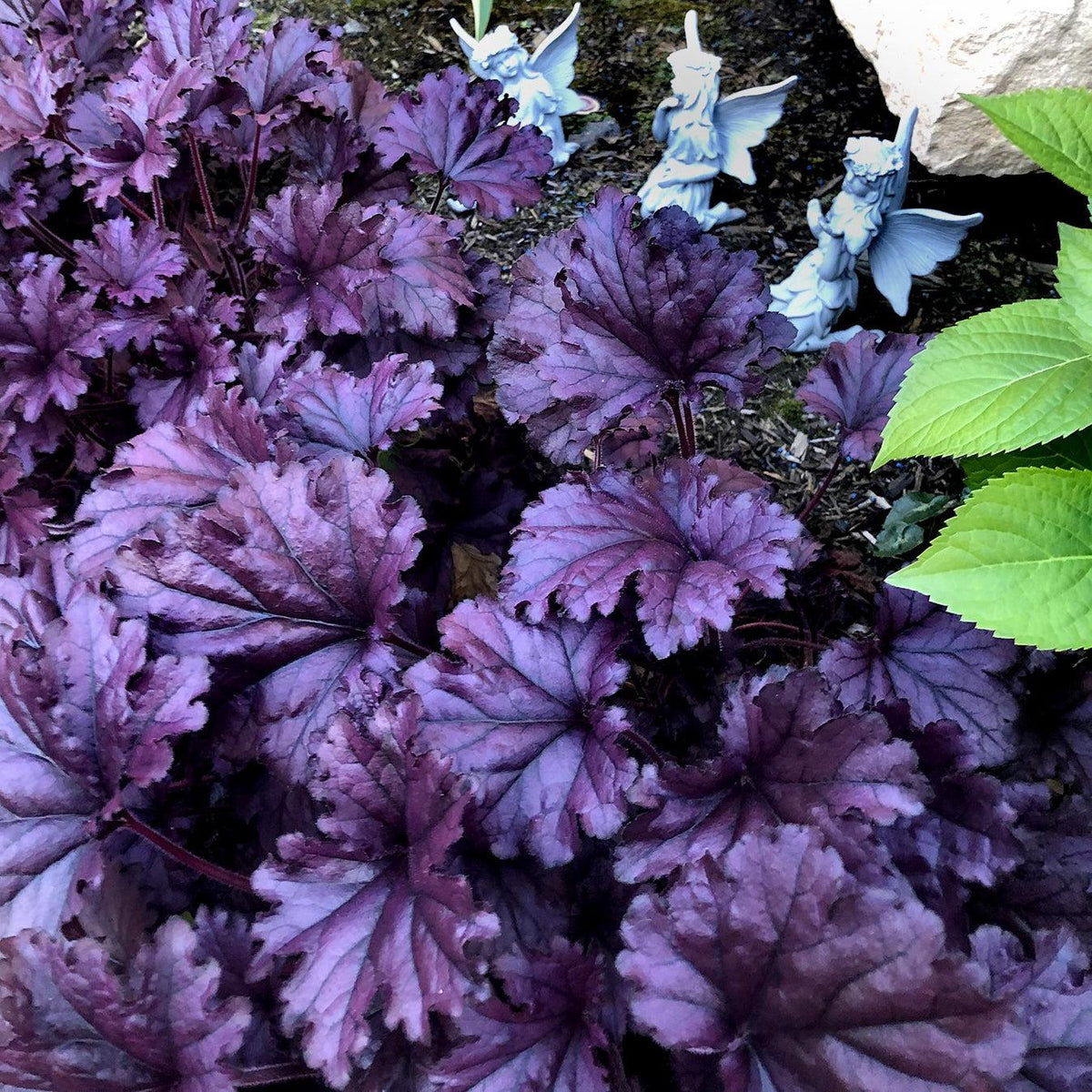 Heuchera x 'TNHEUFP'  - Forever® Purple Coral Bells