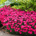 Dianthus 'Paint the Town Magenta'  - Paint the Town Magenta Dianthus