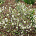 Fothergilla x intermedia 'NCFI1' USPP 34,139  - Legend of the Small® Fothergilla