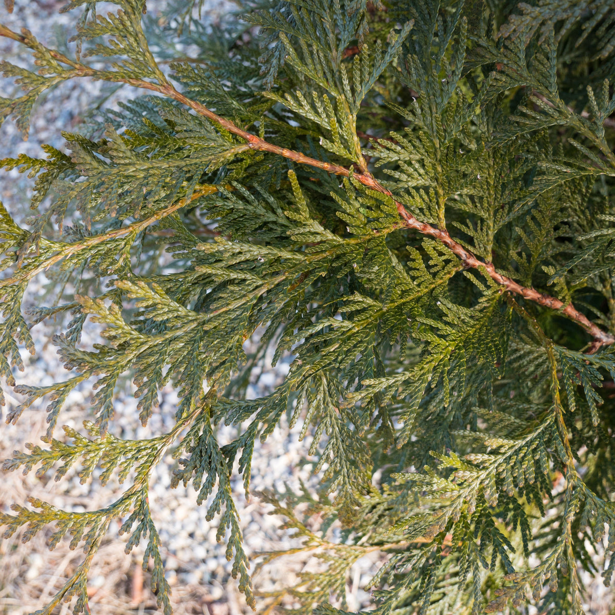 Thuja plicata 'Grovepli'  - Spring Grove® Arborvitae