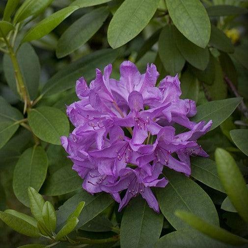 Rhododendron catawbiense 'Boursault'  - Boursault Catawba Rhododendron