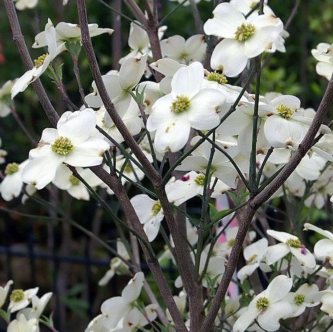 Cornus florida 'Cloud Nine'  - Cloud Nine Dogwood