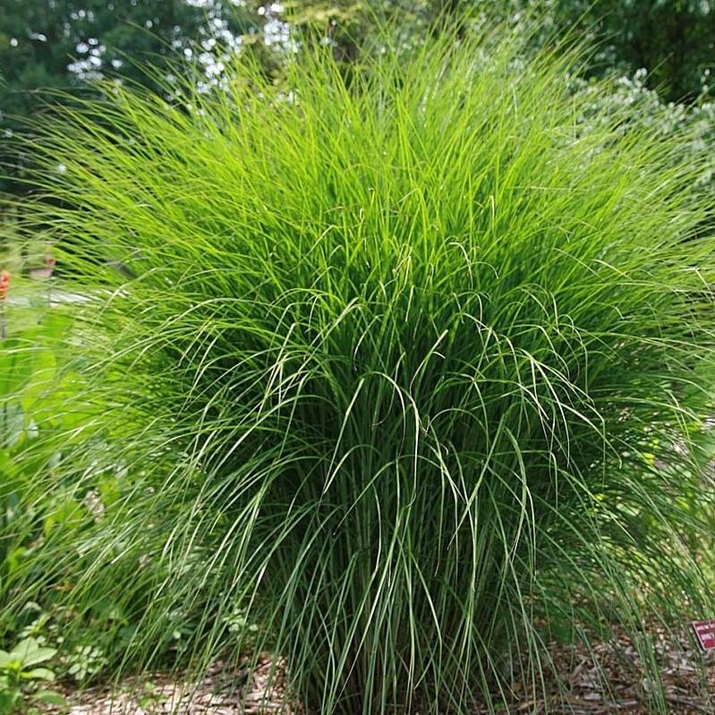 Miscanthus sinensis 'M77'  - Scout™ Maiden Grass