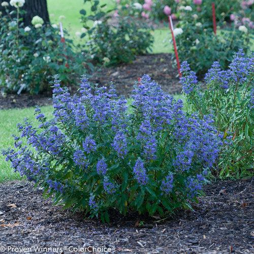 Caryopteris x clandonensis 'CT-9-12'  - Beyond Midnight® Bluebeard