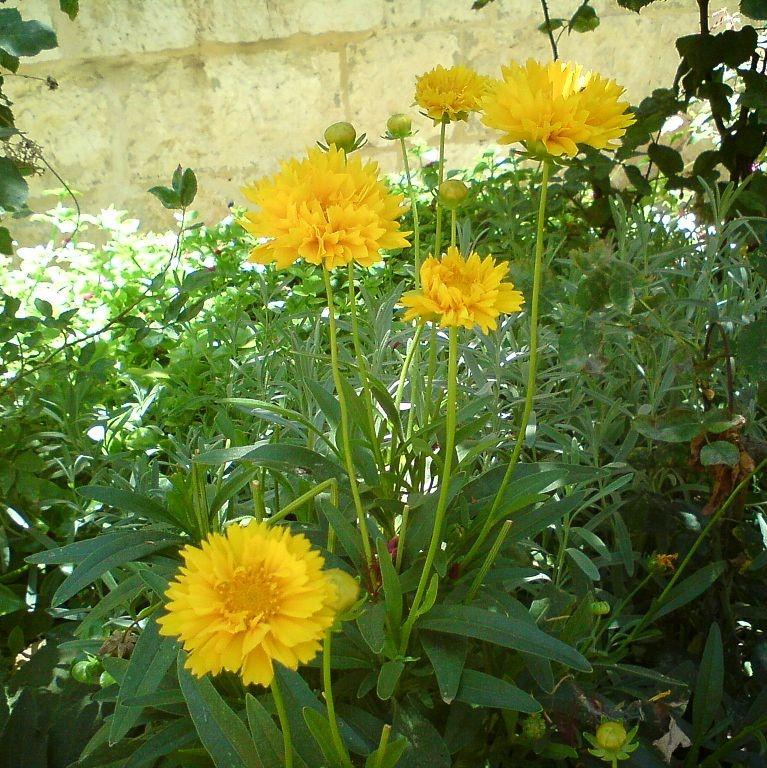 Coreopsis grandiflora 'Early Sunrise'  - Early Sunrise Giant Tickseed