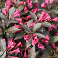 Weigela florida 'Bokraspiwi' PP23,781  - Spilled Wine® Weigela