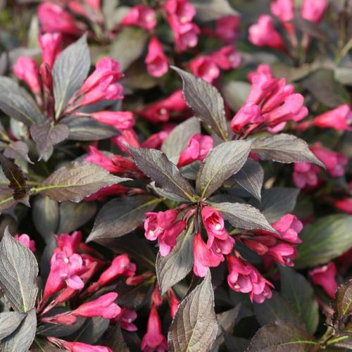 Weigela florida 'Bokraspiwi' PP23,781  - Spilled Wine® Weigela