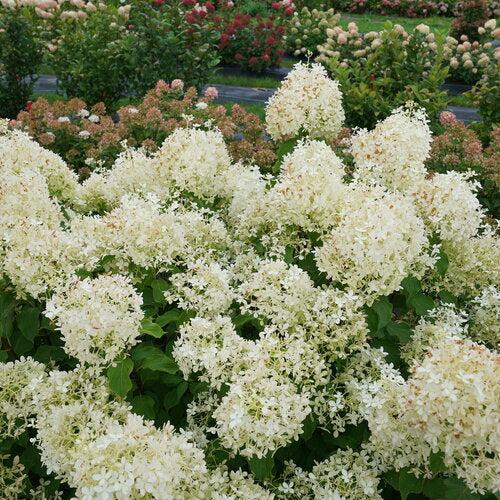 Hydrangea paniculata 'NCHP1'  - PW® Puffer Fish® Hydrangea
