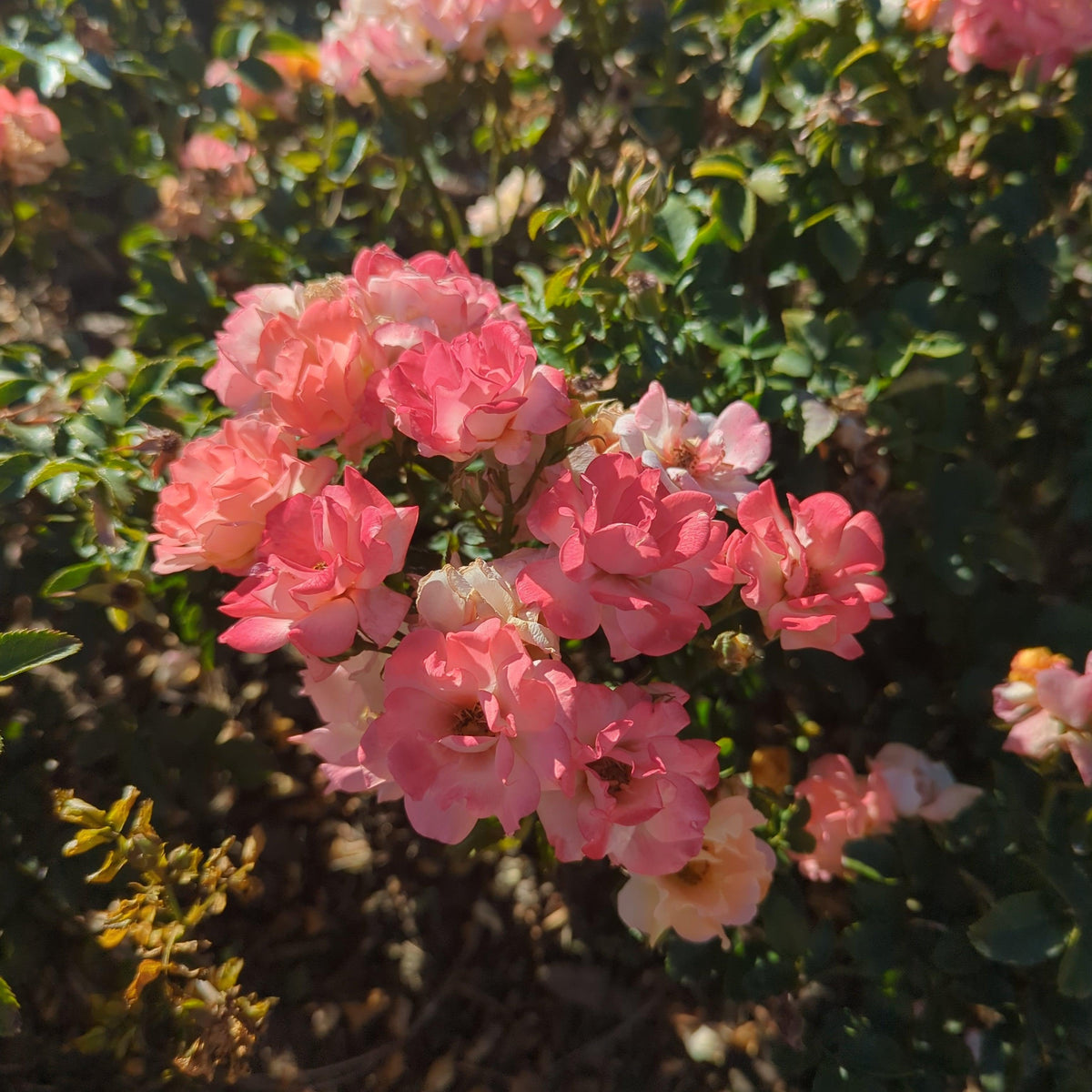 Rosa ‘Meiggili' PP18,542  - Peach Drift® Rose