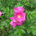 Rosa rugosa  - Rugosa Rose, Japanese Rose