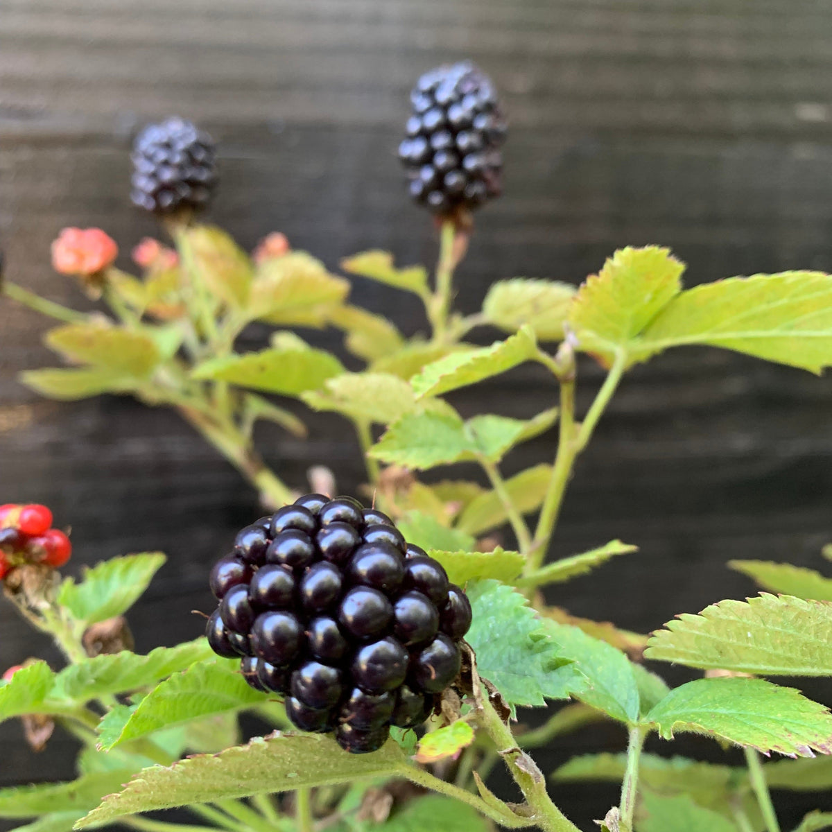 Rubus ulmifolius ‘APF-236T’  - Bushel and Berry® Baby Cakes® Thornless Blackberry