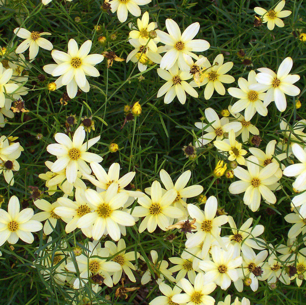 Coreopsis verticillata 'Moonbeam'  - Moonbeam Threadleaf Coreopsis