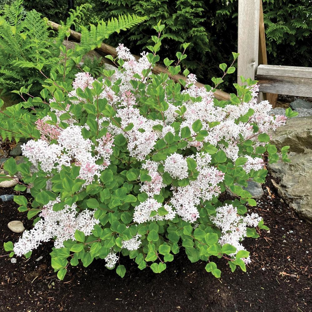 Syringa meyeri 'JDB123WHITEHOUSE'  - Bloomin' Easy® Pearl Potion™ Korean Lilac