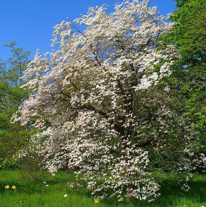 Cornus florida  - Flowering Dogwood
