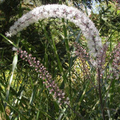 Actaea simplex 'Brunette'  - Brunette Bugbane, Cohosh