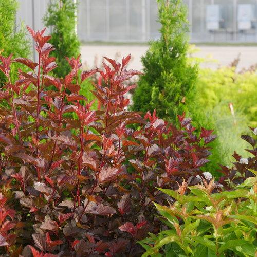 Physocarpus opulifolius 'SMNPOBLR' USPP 28,695  - Ginger Wine™ Ninebark
