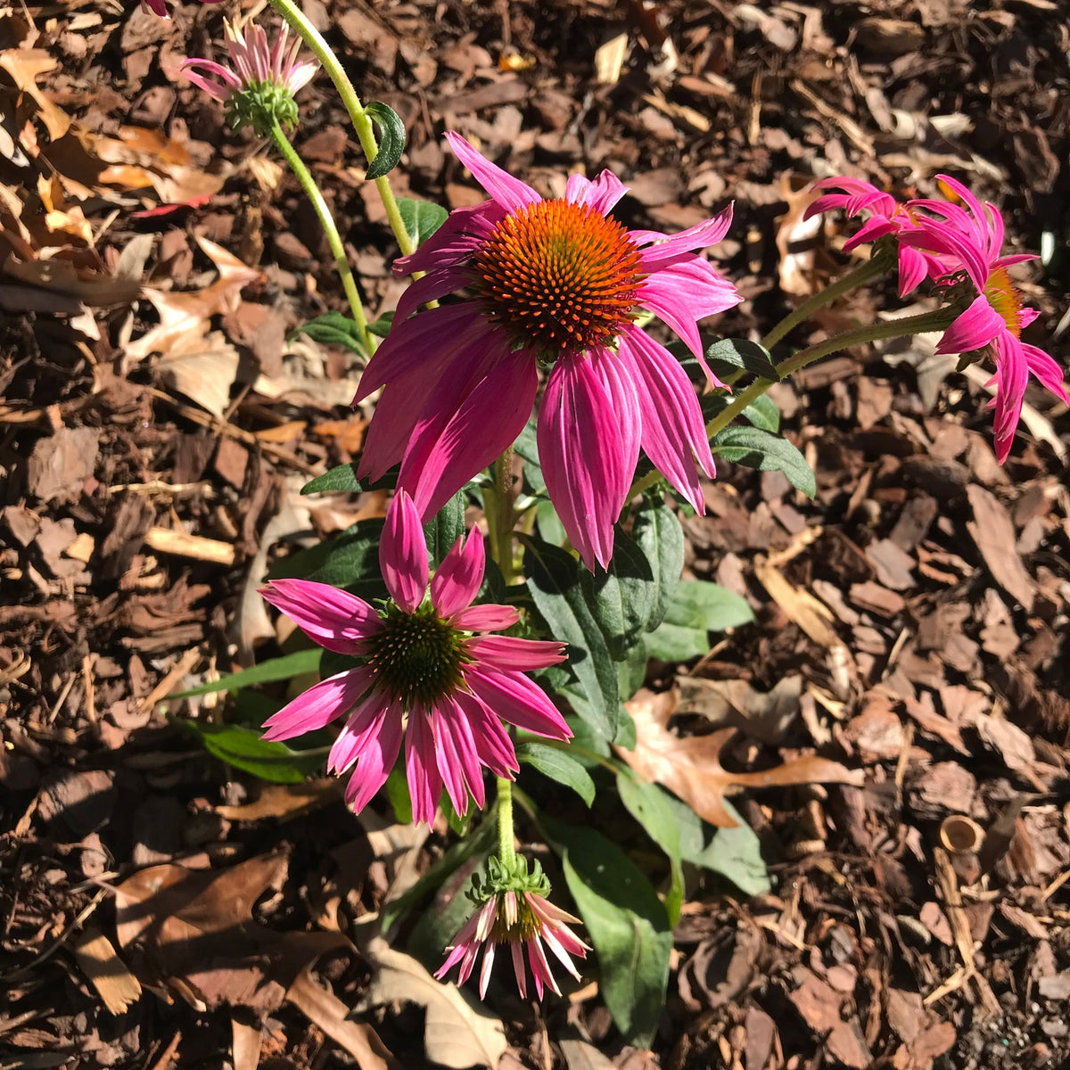 Echinacea purpurea 'PAS702917'  - PowWow® Wild Berry Echinacea, Coneflower